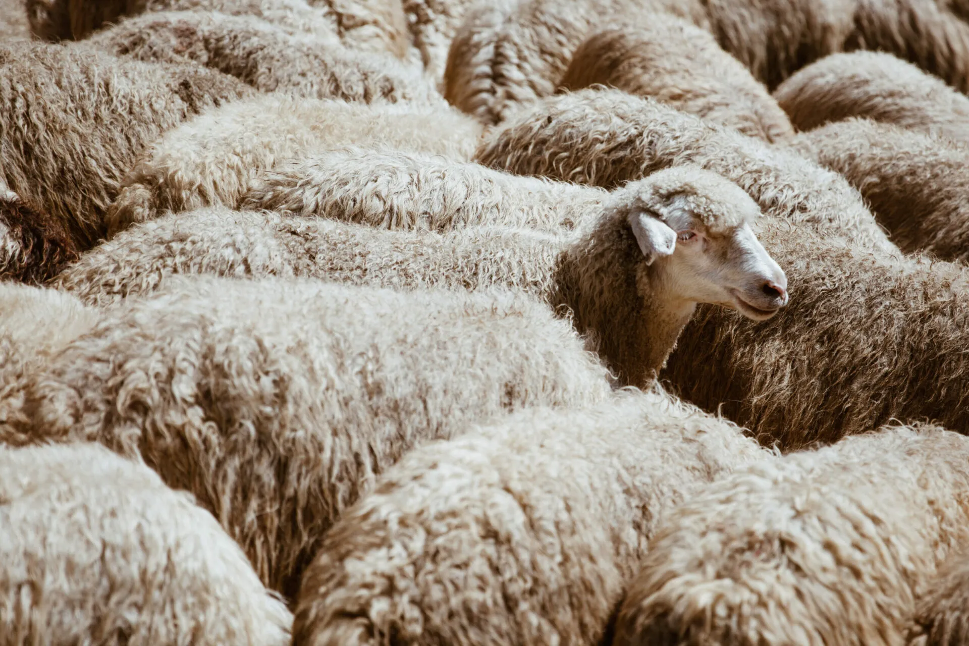 Moutons dans les Landes, source de laine biosourcée pour l'isolation